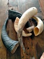 Set koehoorns, Ophalen, Beeldje of Figuurtje