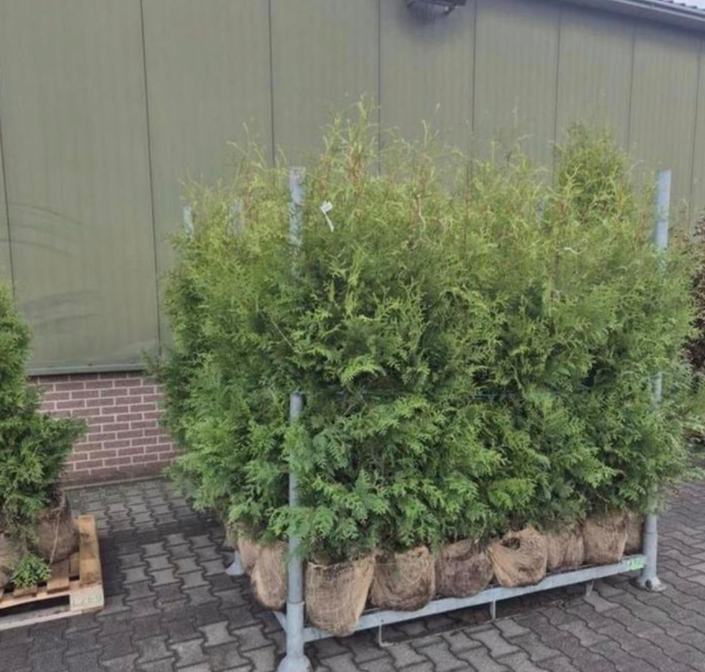 Pallets coniferen ‼️AKTIE‼️, Tuin en Terras, Planten | Struiken en Hagen, Ophalen of Verzenden, Laurier, 100 tot 250 cm