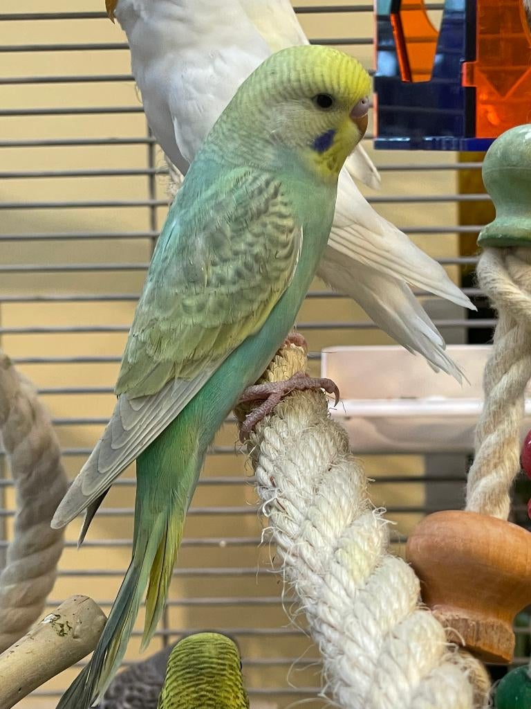 Jonge Baby Grasparkieten | Div. Kleuren, Meerdere dieren, Parkiet, Pratend