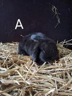 Raszuivere Franse hangoortjes, Dieren en Toebehoren, Konijnen, Mannelijk, Groot