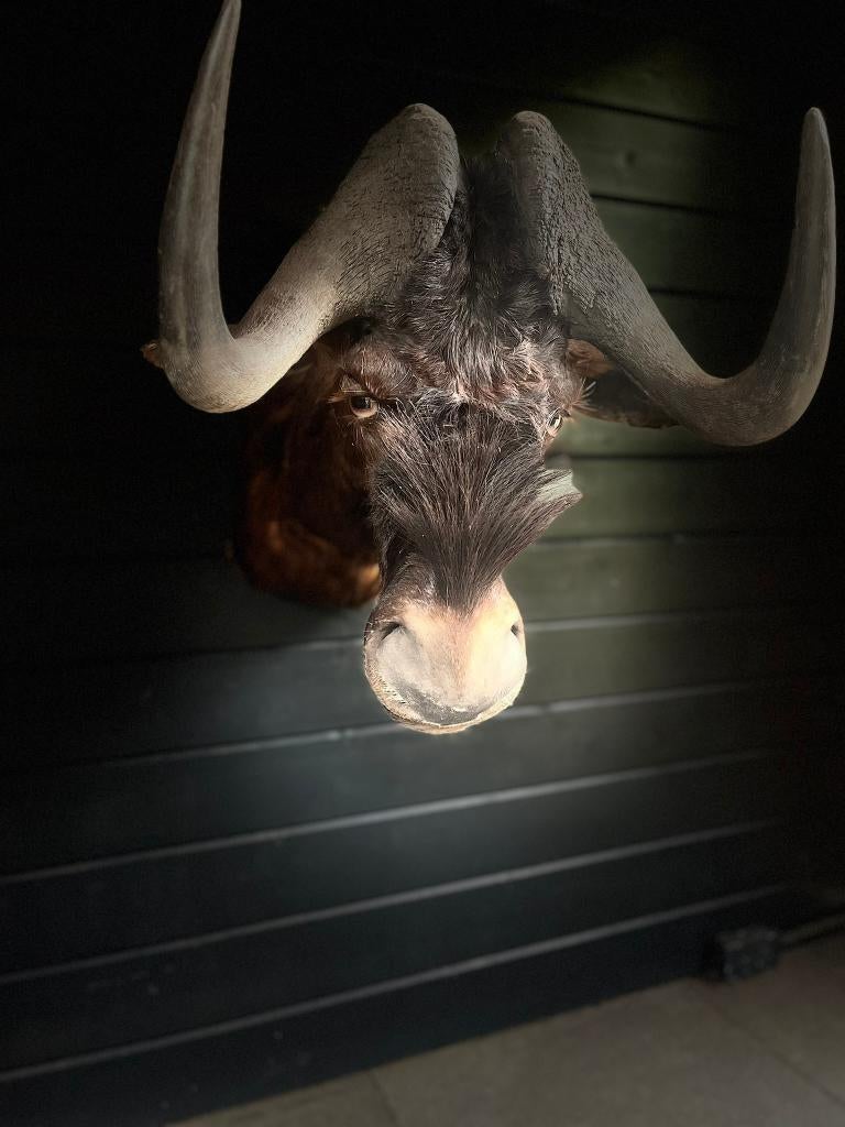 NIEUW! Opgezette Black wildebeest Gnoe met stoere hoorns, Ophalen of Verzenden, Nieuw, Wild dier, Gewei of Kop