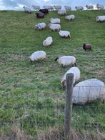 Drentse schapen, Dieren en Toebehoren, Vrouwelijk