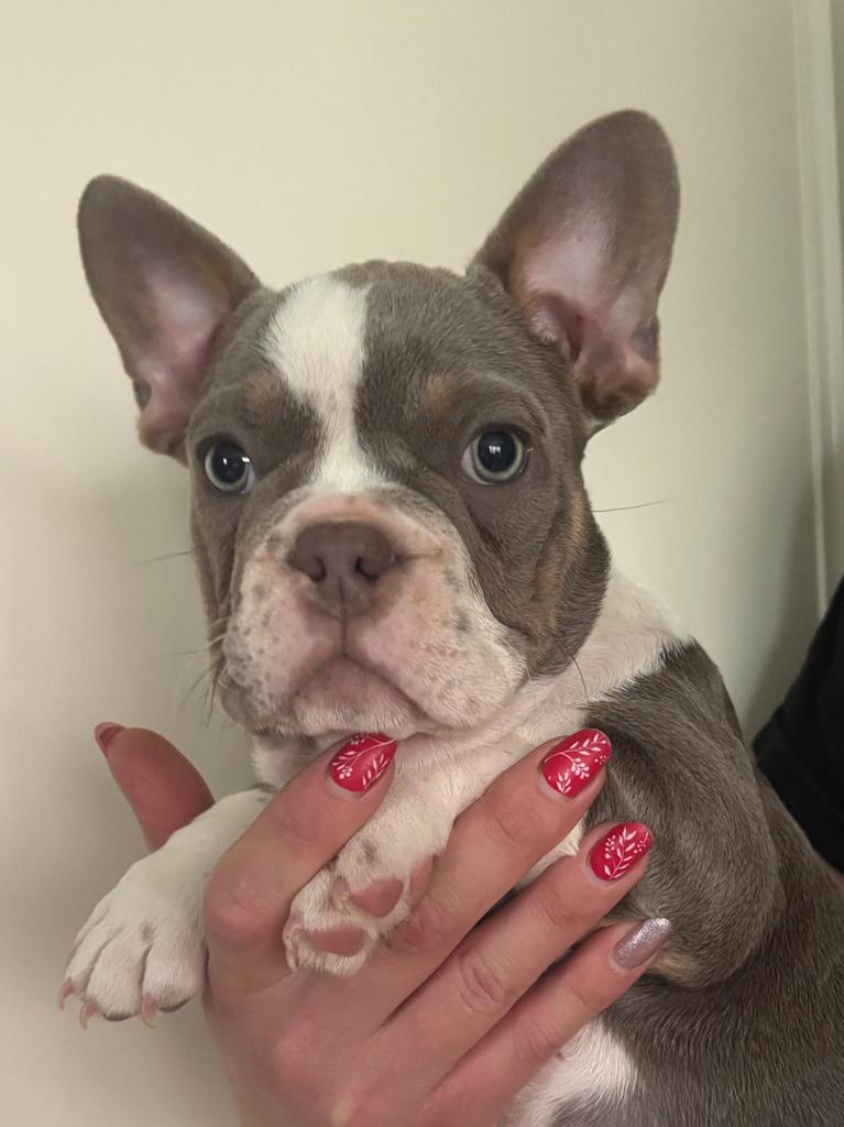 Franse Bulldog pupjes volgens nieuwe wetgeving, België, Particulier, 8 tot 15 weken, Parvo