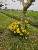 Bloembollen (uitgebloeid) gezocht gratis, Ophalen, Volle zon, Knol