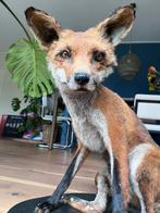 Opgezette Vos Zittend op Plank - Uniek Decoratiestuk, Ophalen, Gebruikt, Wild dier, Opgezet dier