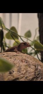 Rouw. Gekko plus terarium, Met terrarium