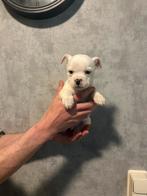 Bijzondere bulldog/poedel x chihuahua mix reutjes 6 weken!, Dieren en Toebehoren, Parvo, 8 tot 15 weken, Meerdere, Meerdere dieren
