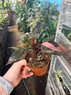 Pink Princess Philodendron - 12cm pot, Ophalen of Verzenden