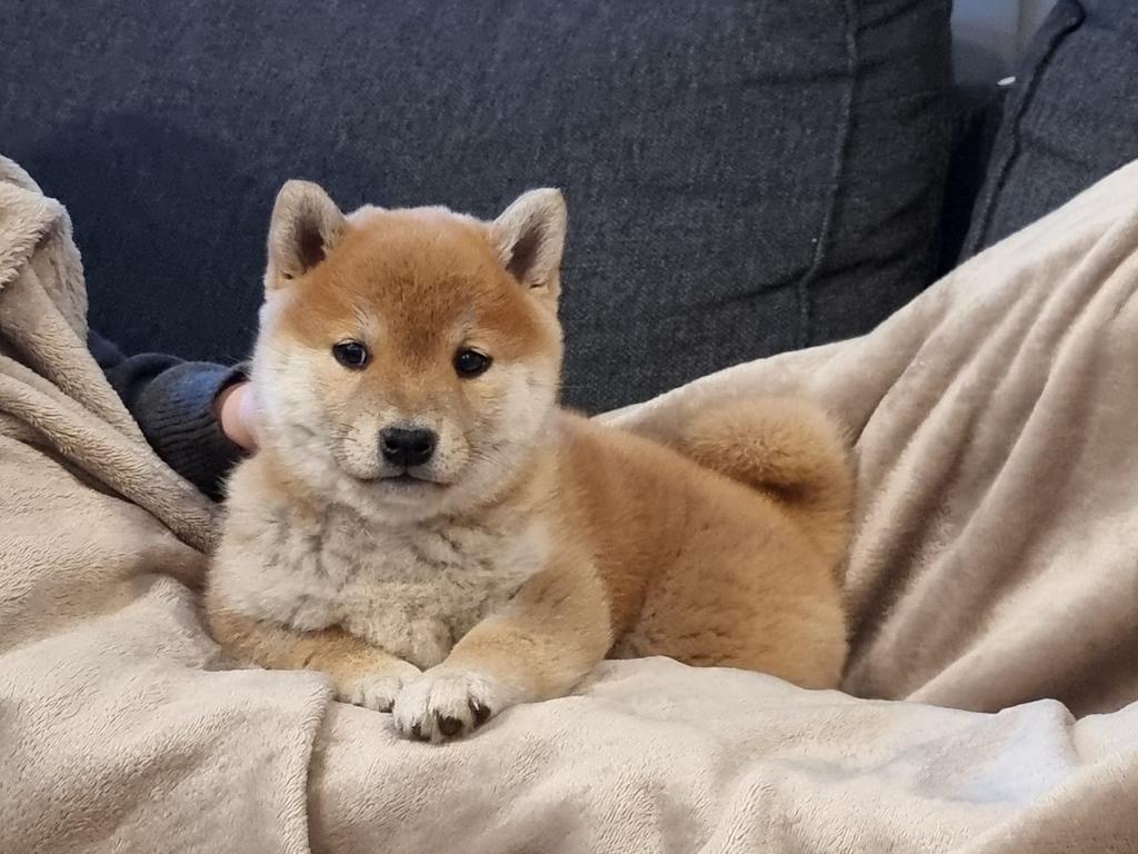 Rood Shiba inu teefje - 7 weken - geteste ouders, Dieren en Toebehoren, Parvo, België, Fokker | Hobbymatig, Overige rassen