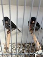 Koppel zwartrood mozaïek zie foto’s, Meerdere dieren, Kleurkanarie