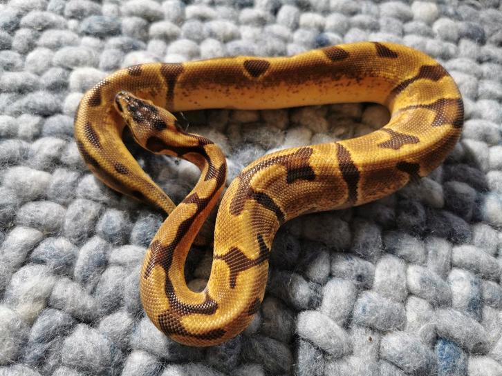 Super Enchi Koningspython Ball Python - male for sale from Philipse