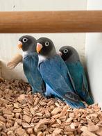 Agapornis Nigrigenis 2025 - Blauw, Geslacht onbekend, Dwergpapegaai of Agapornis, Geringd