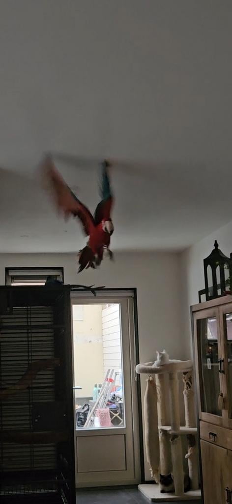 Groenvleugel ara man papegaai en bg pop, Meerdere dieren, Papegaai, Pratend