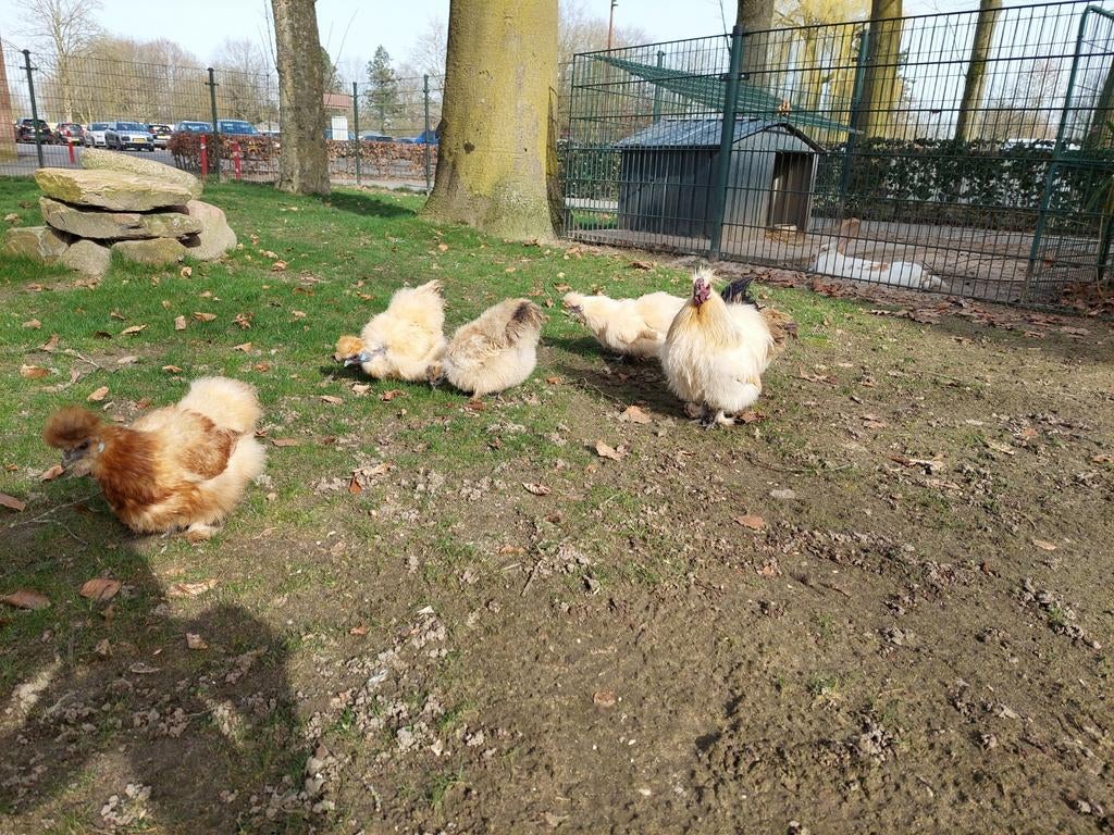 Zijdehoen broedeieren, Dieren en Toebehoren, Pluimvee, Geslacht onbekend, Kip