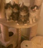 Maine coon kittens, Meerdere dieren, Gechipt, 0 tot 2 jaar