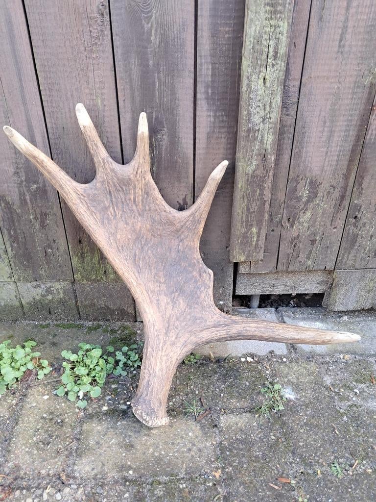 Eland gewei stang. Mancave jacht landelijk, Verzamelen, Ophalen of Verzenden, Zo goed als nieuw, Wild dier, Gewei of Kop