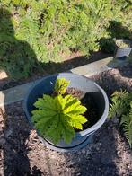 Guinerra Manicata (mamoet), Volle zon, Vaste plant, Zomer, Ophalen