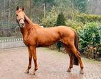 3 jarige kwpn merrie van Mowgli v Dedperado x Negro, Merrie, Met stamboom, Dressuurpaard, 3 tot 6 jaar