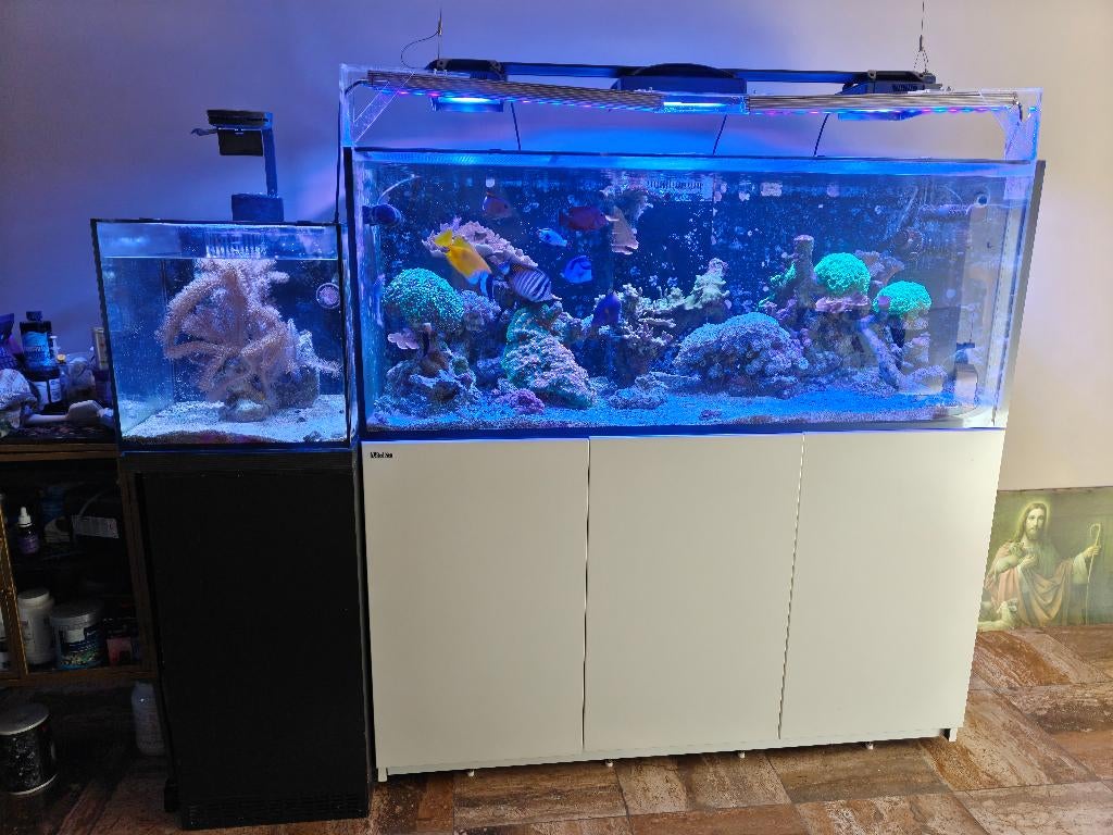 zee aquarium en inhoud, vissen en koralen, Dieren en Toebehoren, Ophalen, Gevuld zeewateraquarium