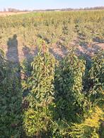 Prunus Lusitanica angustifolia,Portugese laurier 60-80, Ophalen of Verzenden, Laurier, Minder dan 100 cm