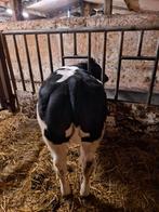 Dikbil vaarsje, Dieren en Toebehoren, Runderen, Vrouwelijk, 0 tot 2 jaar