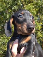 Leuke, gesocialiseerde teckel pups, Parvo, 8 tot 15 weken, Korthaar, Dwerg