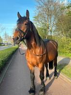 Prachtige brave koudbloed merrie, Merrie, Niet van toepassing, Gechipt, 7 tot 10 jaar