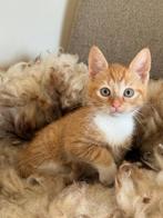 Kittens geboren op 29 december, Meerdere dieren