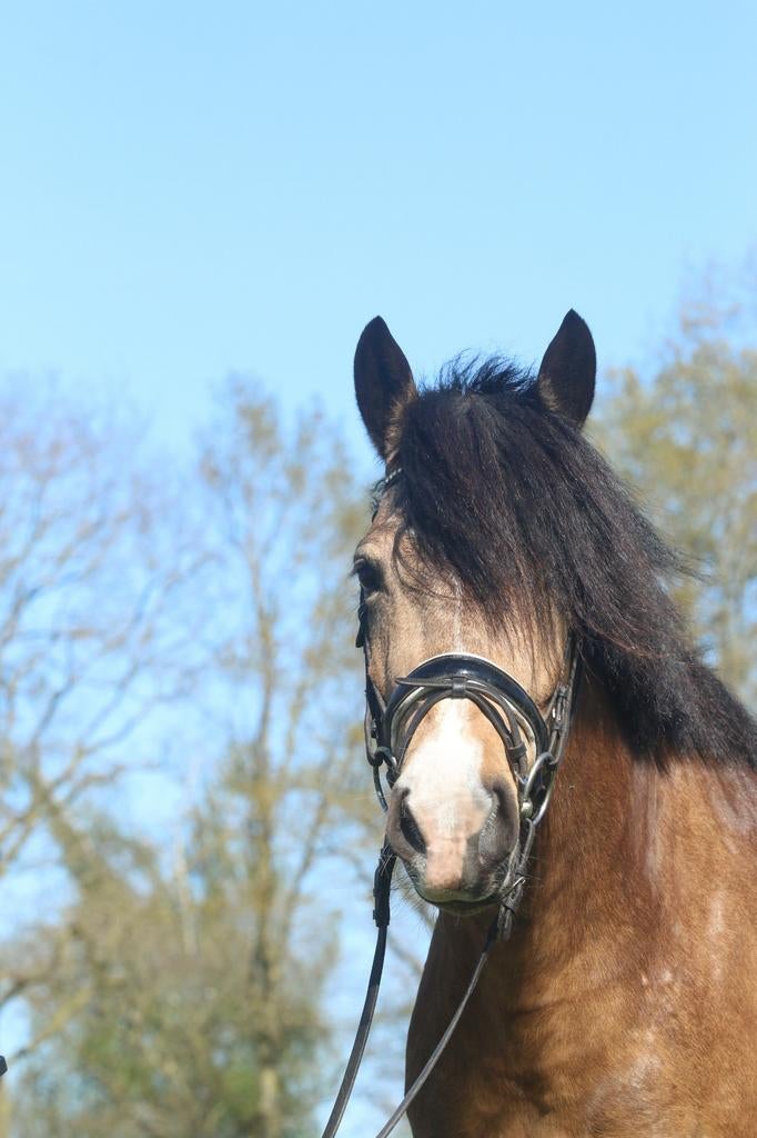 Wat een eyecatcher 😍 deze knappe D pony, Dieren en Toebehoren, Pony's, B, Dressuurpony, 7 tot 10 jaar, D pony (1.37m tot 1.48m)