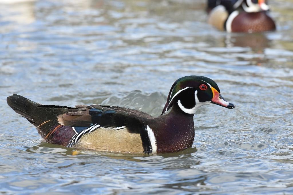 Carolina-eend | Jong en volwassen | Siereenden, Meerdere dieren, Eend