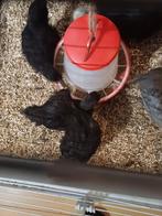 Orpington kriel haan zwart 6weken., Dieren en Toebehoren, Pluimvee, Mannelijk, Kip