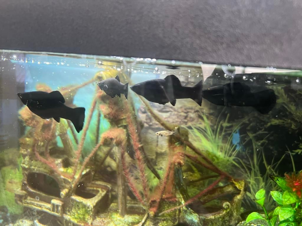 Aquarium with Molly, corydora and molly fry, Vis