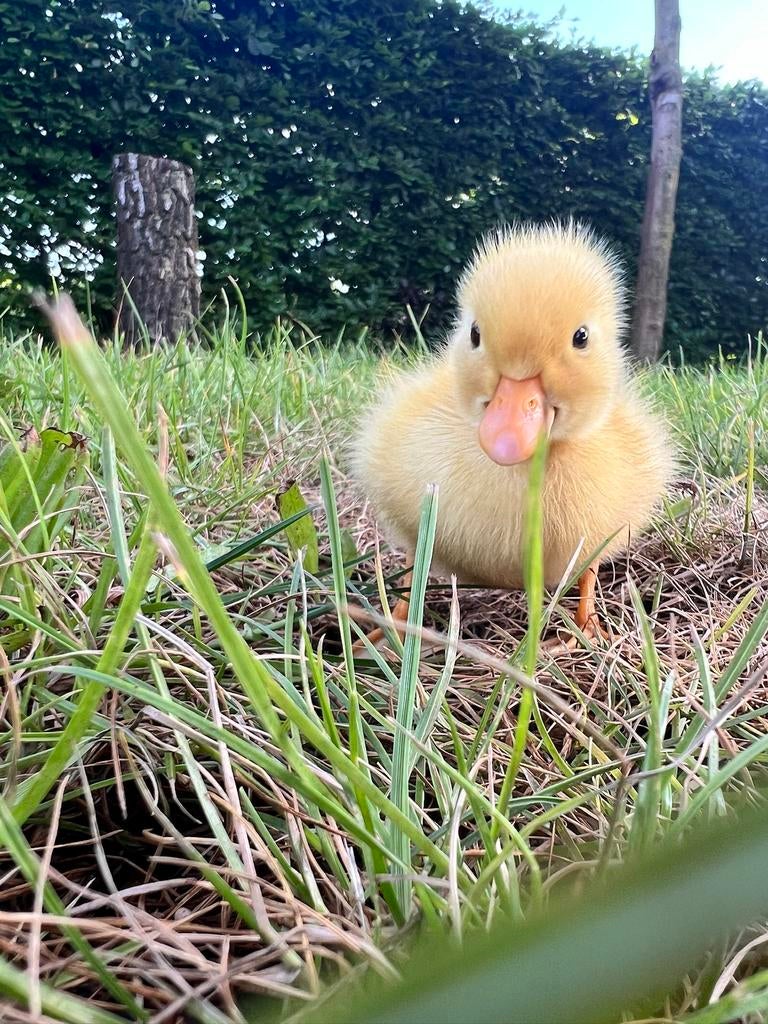 Hollandse WITTE kwaker kuikens (binnenkort beschikbaar), Dieren en Toebehoren, Meerdere dieren, Eend