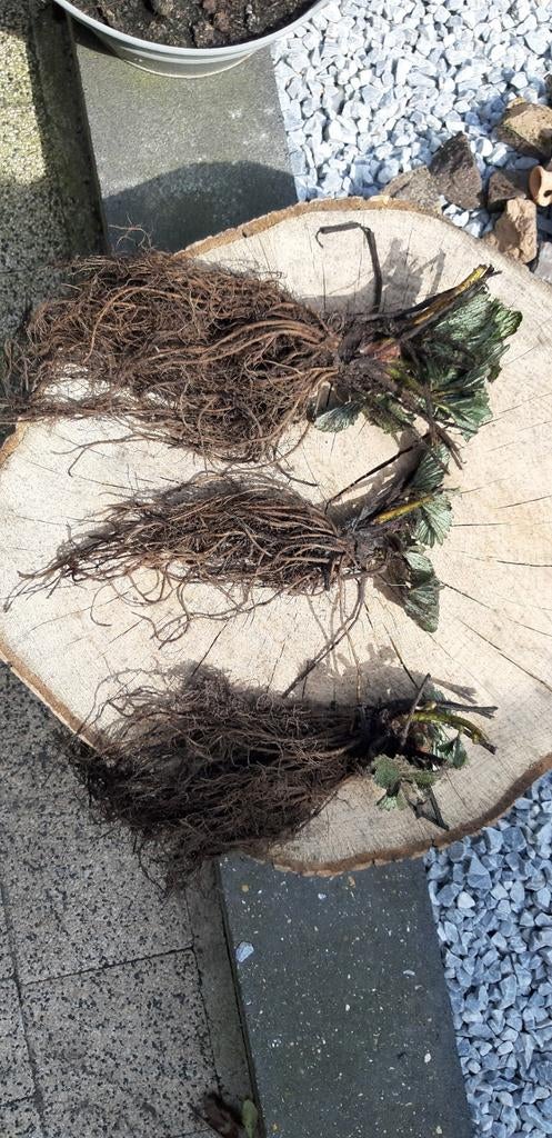 Aardbeienplanten,, Ophalen of Verzenden, Eenjarig, Volle zon