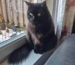 Ragdoll zwartharige kat, Kater, Gechipt, 0 tot 2 jaar