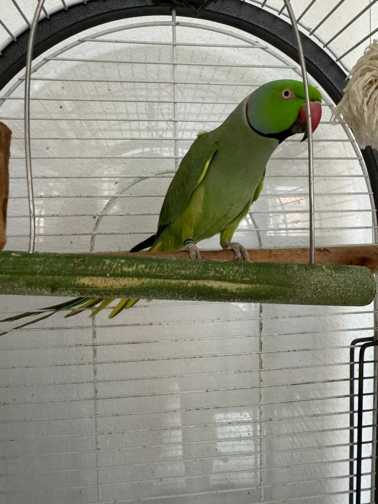 Loki, Dieren en Toebehoren, Vogels | Parkieten en Papegaaien, Mannelijk, Parkiet