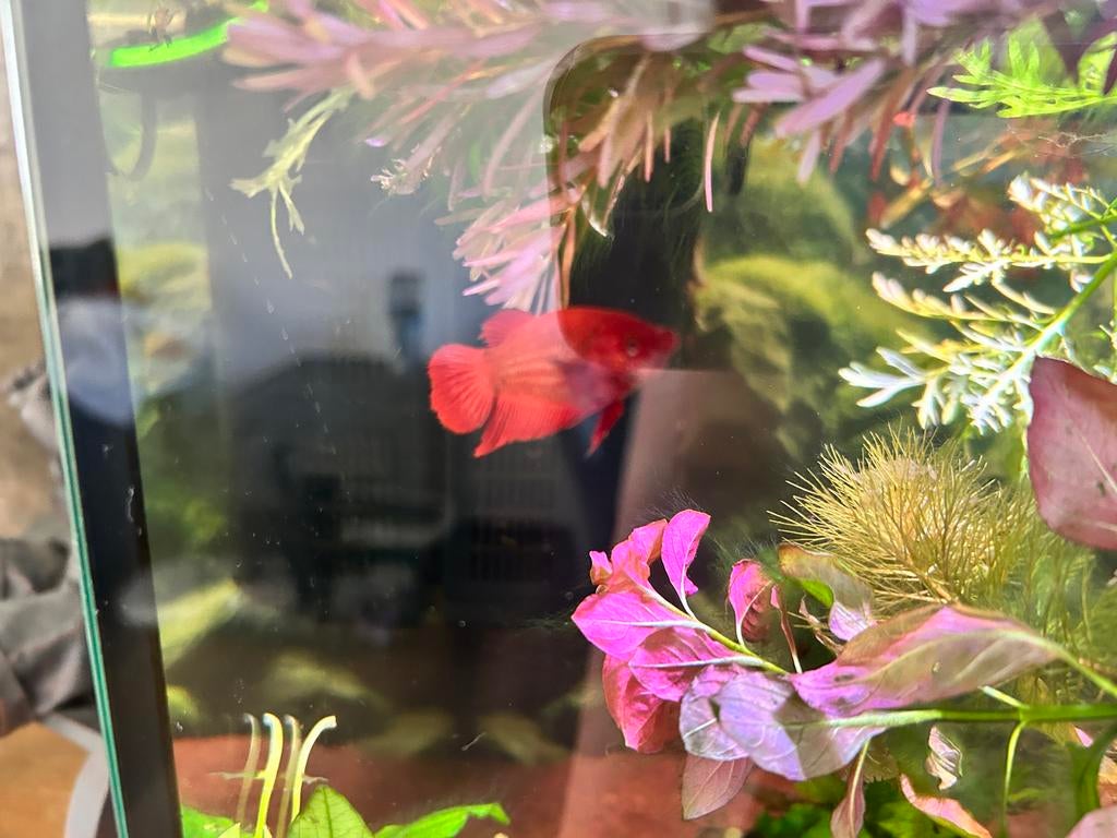 Vissen te koop., Vis