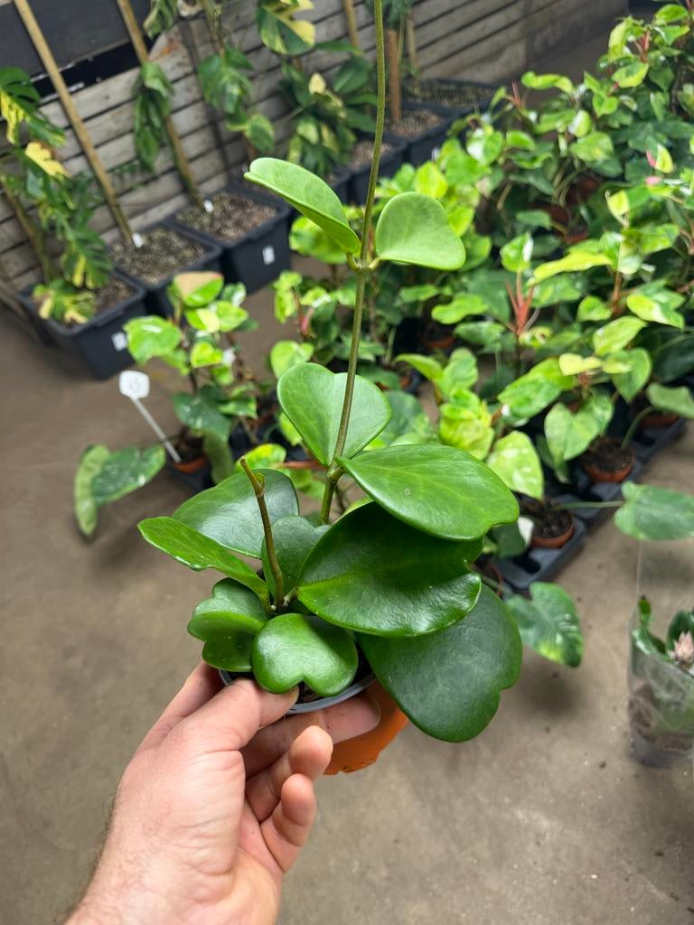 Hoya Kerii - Hartjesplant in 12 cm pot, Huis en Inrichting, Kamerplanten, Overige soorten, In pot, Minder dan 100 cm, Groene kamerplant