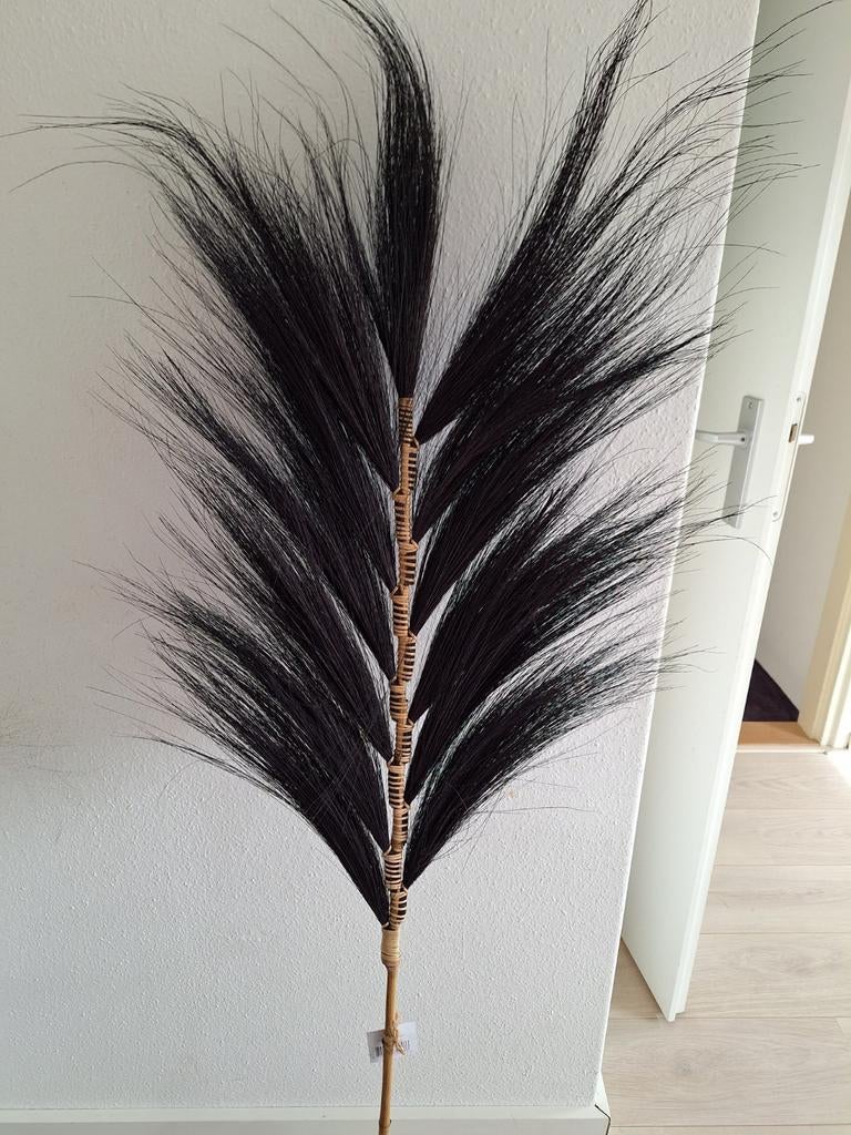 Zwarte graspluim, Ophalen, Nieuw