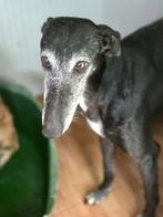 ACE: Torito is een brave, rustige, kalme lieverd, Dieren en Toebehoren, 6 jaar of ouder, Particulier, Reu, Galgo