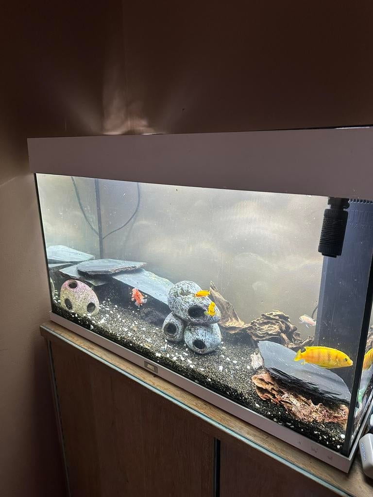 Juwel aquiarium, Dieren en Toebehoren, Vissen | Aquaria en Toebehoren, Ophalen, Inclusief vissen, Juwel, Gevuld zoetwateraquarium
