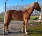 Haflinger hengst, Dieren en Toebehoren, Pony's, Hengst, E pony (1.48m - 1.57m), 3 tot 6 jaar