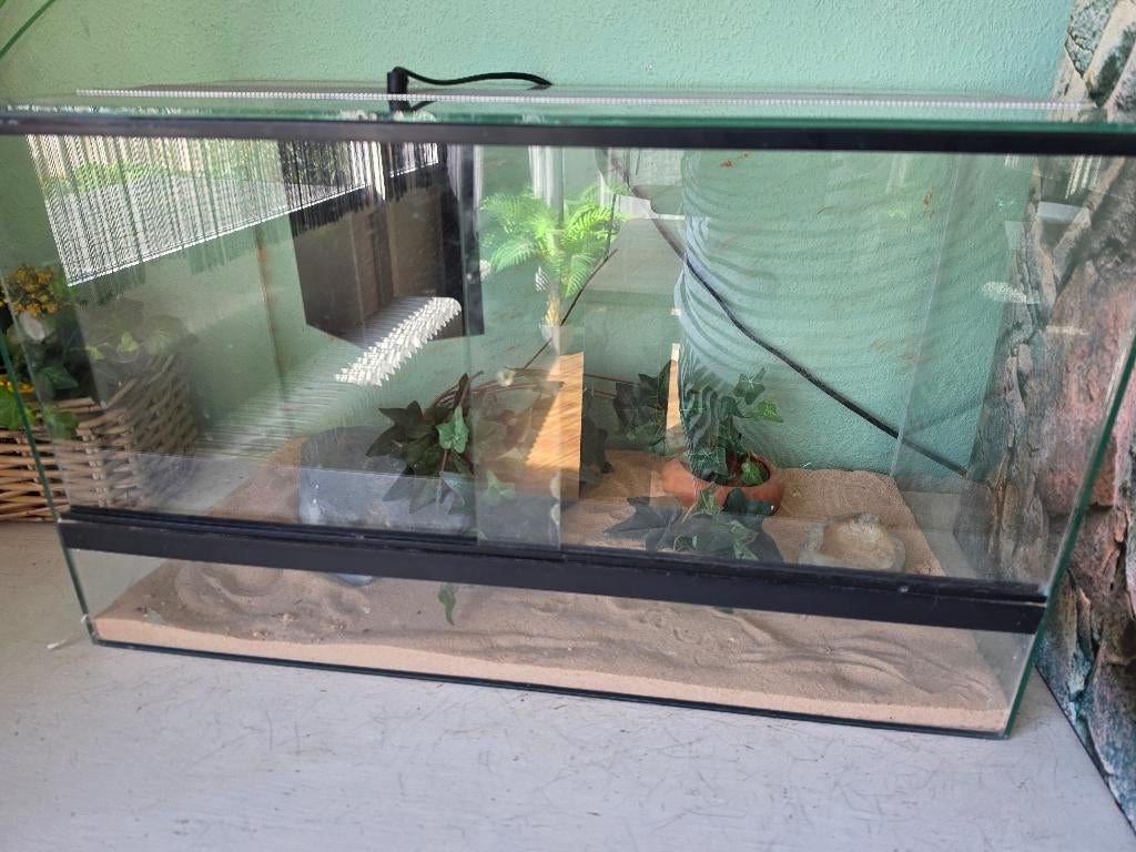 baardagaam, Dieren en Toebehoren, Hagedis, Met terrarium, 0 tot 2 jaar