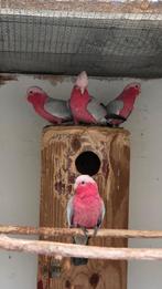 Rose kakatoe, Dieren en Toebehoren, Vogels | Parkieten en Papegaaien, Mannelijk, Papegaai