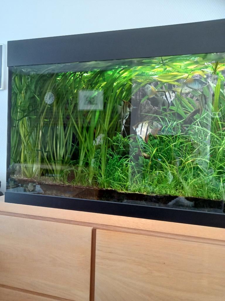 Aquarium planten, Ophalen of Verzenden, Nieuw, Plant(en), Steen of Hout
