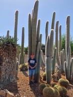 Cactusshow zaterdag 21 Maart van 09.00 tot 16.00, 200 cm of meer, Volledige schaduw, Ophalen of Verzenden, Bloeiende kamerplant