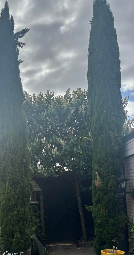 Cipresse 2 stuks ook per stuk, Tuin en Terras, Planten | Bomen, Ophalen, Volle zon, Overige soorten