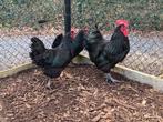 Kweektoom zwarte australorp Belgie Hasselt, Dieren en Toebehoren, Pluimvee, Meerdere dieren, Kip