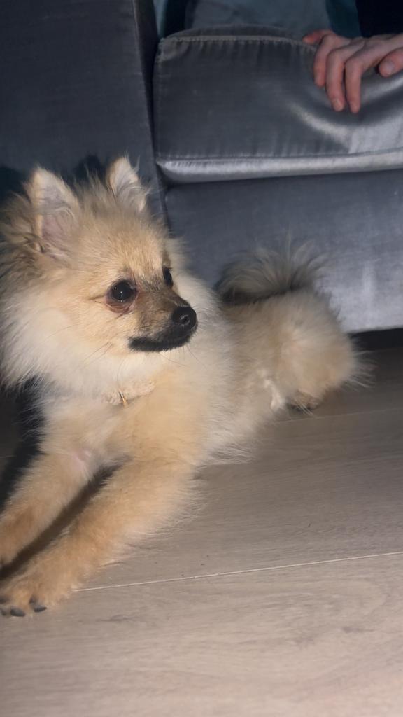 Keeshond/pomperiaan, Ophalen of Verzenden