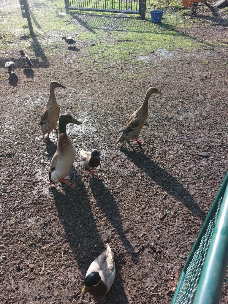 Indische loopeenden, Meerdere dieren, Eend